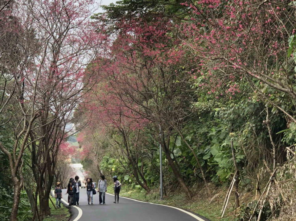 ▲綿延4公里長的滬尾櫻花大道─北四線公路，公路沿途以山櫻花做為行道樹，民眾漫步於桃紅色的櫻花大道間甚是夢幻，讓人心曠神怡。（圖／新北市綠美化環境景觀處提供）