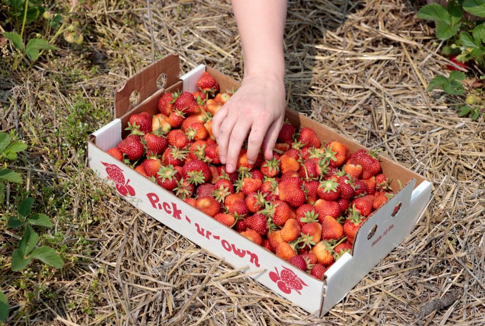 A customer adds more strawberries to her flat during opening day for strawberry picking at Whittaker's Berry Farm in Ida on Wednesday, June 7, 2023.
The Whittaker's berry farm opened in 2006 and they have 14 acres of fields for people to pick strawberries on.