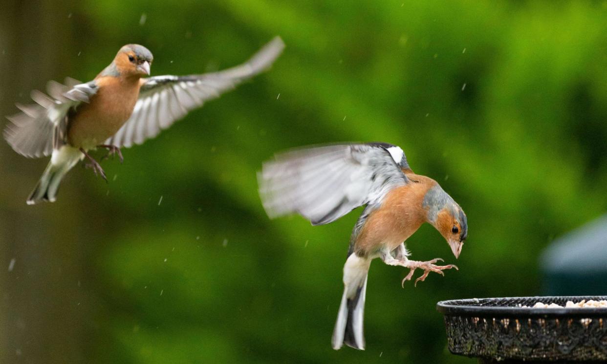 <span>‘Chaffinches are so ubiquitous I rarely pay them any attention, but I’m noticing their colour palette anew.’</span><span>Photograph: Ian Jones/Alamy</span>
