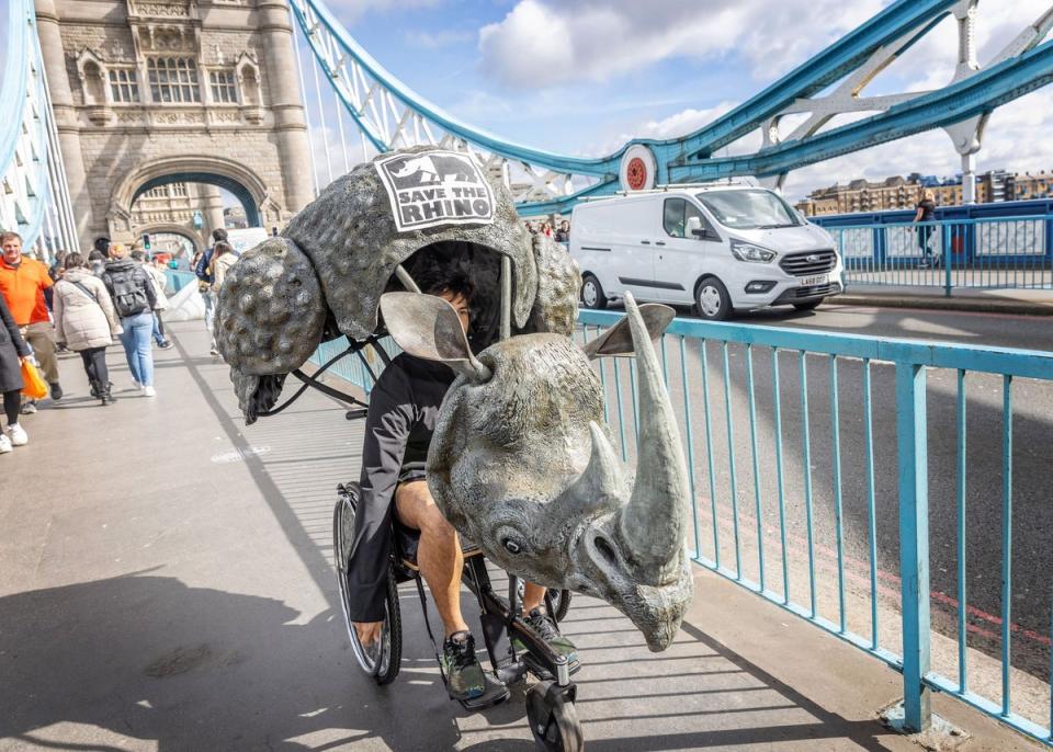 The first-ever rhino wheelchair costume charges through the streets of London (Anna Gordon for Save the Rhino)