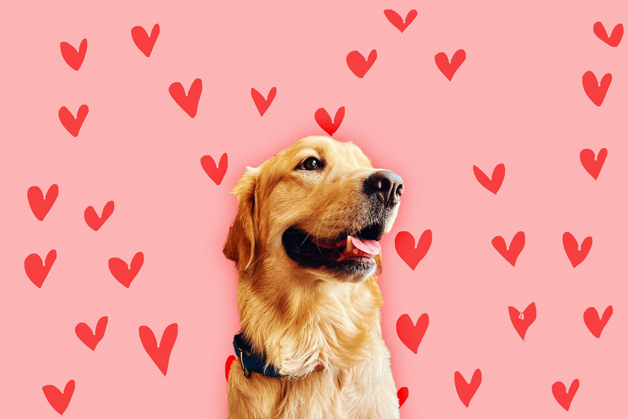 Golden Retriever Photo illustration by Salon/Getty Images