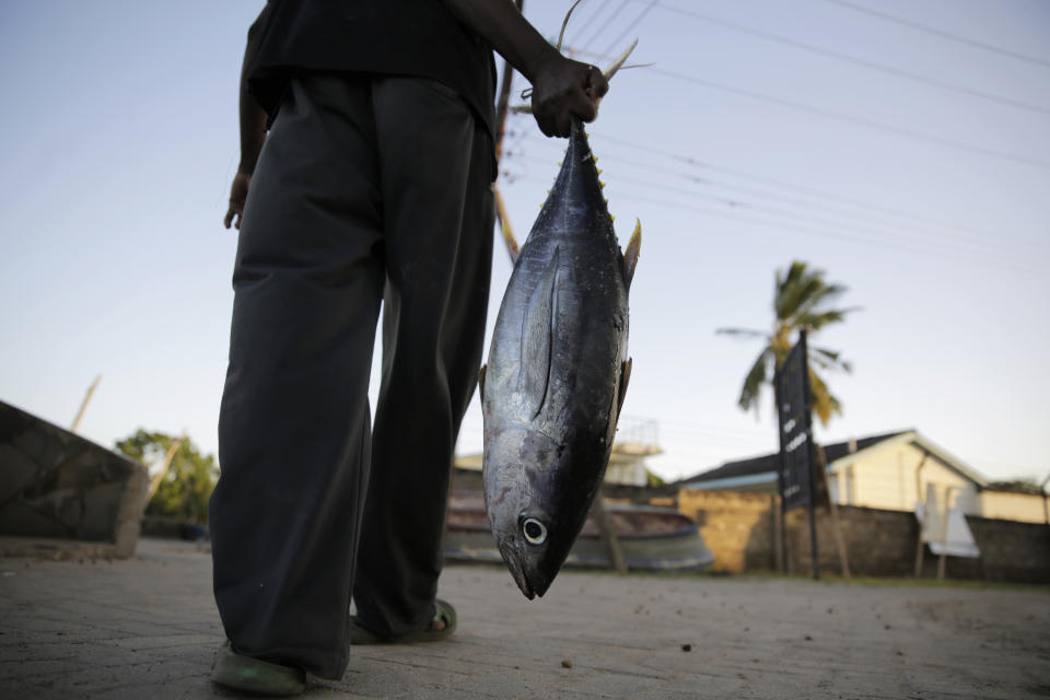 Fisherman Kassim Abdalla Zingizi holds a yellowfin tuna after a catch in Vanga, Kenya, on Tuesday, June 14, 2022. Artisanal fisheries on Kenya's coast say climate change, overfishing by large foreign vessels and a lack of other job opportunities for coastal communities is draining the Indian Ocean of its yellowfin tuna stocks. Zingizi said that most artisanal fisherfolk lack the skills, knowledge and financial support to compete with larger foreign vessels. (AP Photo/Brian Inganga)