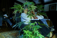 A marijuana plant is seen during a workshop on how to grow an indoor plant, at pro-cannabis Daya Foundation headquarters in Santiago, Chile May 19, 2017. REUTERS/Ivan Alvarado