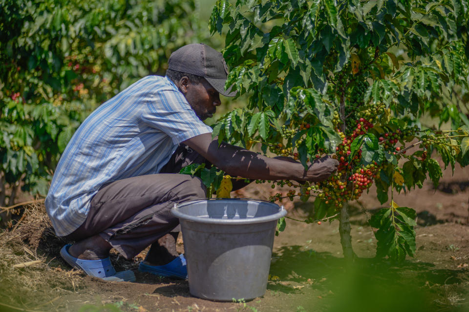 A farmer squats as he harvests coffee beans at the Nandi province of Tindiret, Kenya on August 28, 2023. The consumption of coffee, the second most traded product in the world after oil, increases every day. Coffee grows at the high plateaus of Kenya, which has a bright and fragrant aroma in terms of acidity. Kenya's climate makes it easy for cultivation of coffee varieties that are famous for their aromas such as K7, Blue Mountain, Batian, Ruiru 11 and SL series. (Photo by Gerald Anderson/Anadolu Agency via Getty Images)