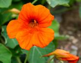 <p>If you're a bit behind with the seed sowing, nasturtiums are great candidates for summer planting. They germinate easily, grow quickly, and can cope with poor soil and a bit of neglect. The bright orange flowers are also edible, making them a fun plant for kids to grow.</p><p>Nasturtiums are trailing plants, so they work really well in pots and hanging baskets. You can start your seeds off in small pots, transferring them to their final location once the plants are established, or plant them directly into the soil. If you go for the second option, make sure you get the kids to write a plant label and mark where they are.</p><p><a class="link " href="https://www.crocus.co.uk/plants/_/tropaeolum-majus-alaska-series/classid.2000014793/" rel="nofollow noopener" target="_blank" data-ylk="slk:BUY NOW VIA CROCUS;elm:context_link;itc:0;sec:content-canvas">BUY NOW VIA CROCUS</a></p>