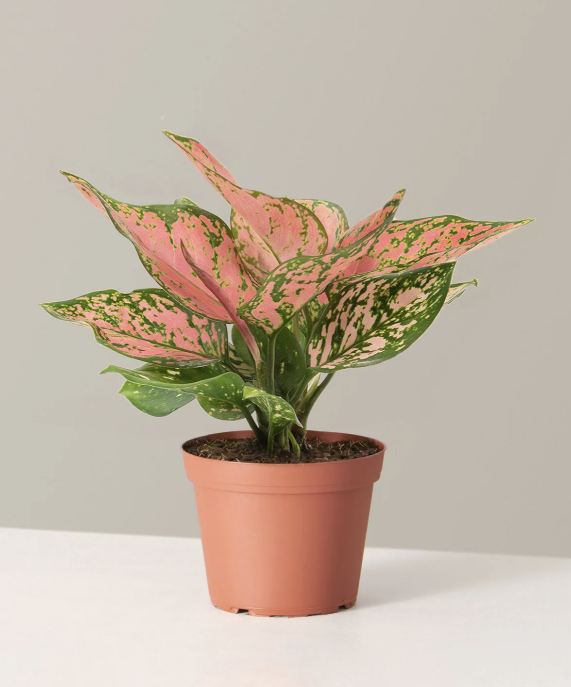 <p><a href="https://go.redirectingat.com?id=74968X1596630&url=https%3A%2F%2Fwww.thesill.com%2Fproducts%2Fseasonal-aglaonema&sref=https%3A%2F%2Fwww.goodhousekeeping.com%2Fhome%2Fgardening%2Fg36026908%2Fbest-office-plants%2F" rel="nofollow noopener" target="_blank" data-ylk="slk:Shop Now;elm:context_link;itc:0;sec:content-canvas" class="link rapid-noclick-resp">Shop Now</a></p><p>Aglaonema Wishes</p><p>$34.00</p><p>thesill.com</p>