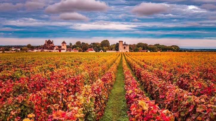 vineyards in the autumn season, burgundy, france