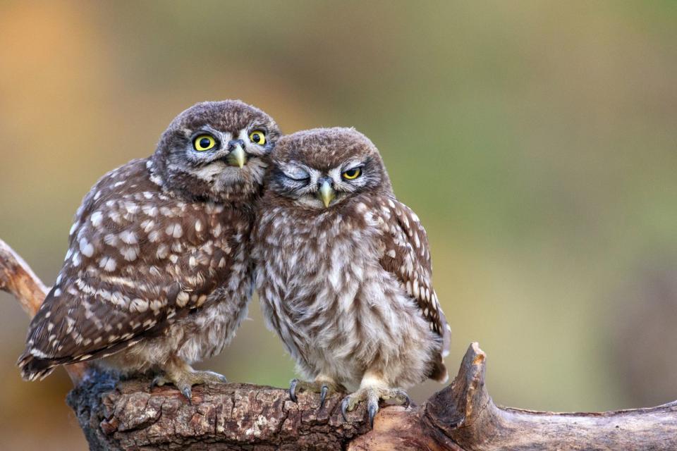 Doch warum bekommt man eigentlich selten genug vom Kuscheln? Das hat einen bestimmten Grund: das Bindungshormon Oxytocin. Dieses "Kuschelhormon" wird ausgeschüttet, sobald wir Körperkontakt haben, und macht uns glücklich. (Bild: iStock / MriyaWildlife)