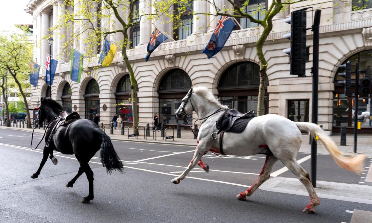 <span>Two of the five horses that bolted through London in April, with one ending up drenched in blood.</span><span>Photograph: Jordan Pettitt/AP</span>