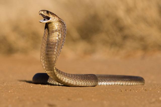 Twoheaded Cobra Snake High-Res Stock Photo - Getty Images