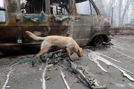 A cadaver dog named Echo searches for human remains in a van destroyed by the Camp Fire in Paradise, California, U.S., November 14, 2018. REUTERS/Terray Sylvester