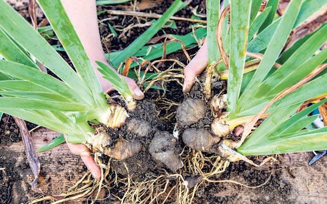 Bearded irises should be divided every three to four years for healthy growth - Gap Photos 