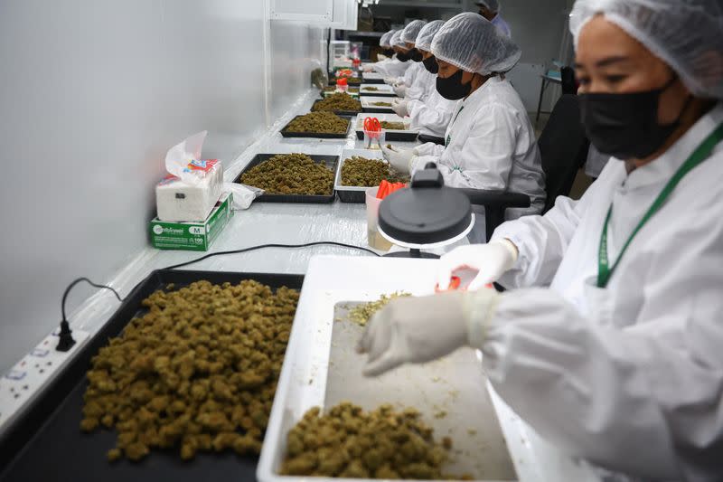 Workers trim cannabis buds at the Amber Farm, in Bangkok