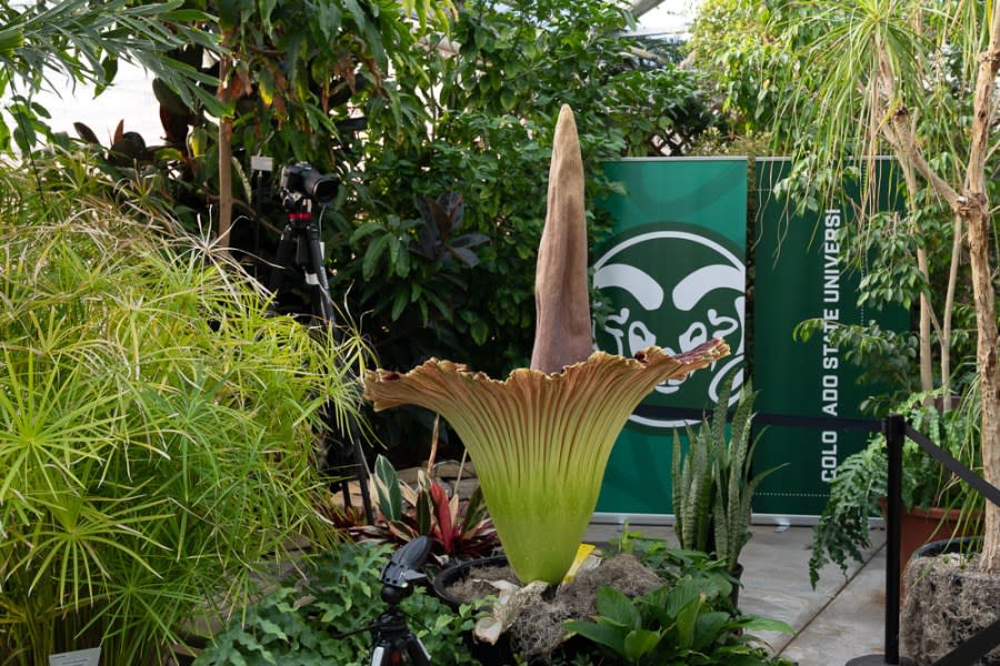 Colorado State University’s Corpse Flower named Cosmo bloomed for the first time early on May 26, emitting an odor that has been described with words like putrid and pungent and compared to that of decaying flesh. (John Eisele, Colorado State University photography)