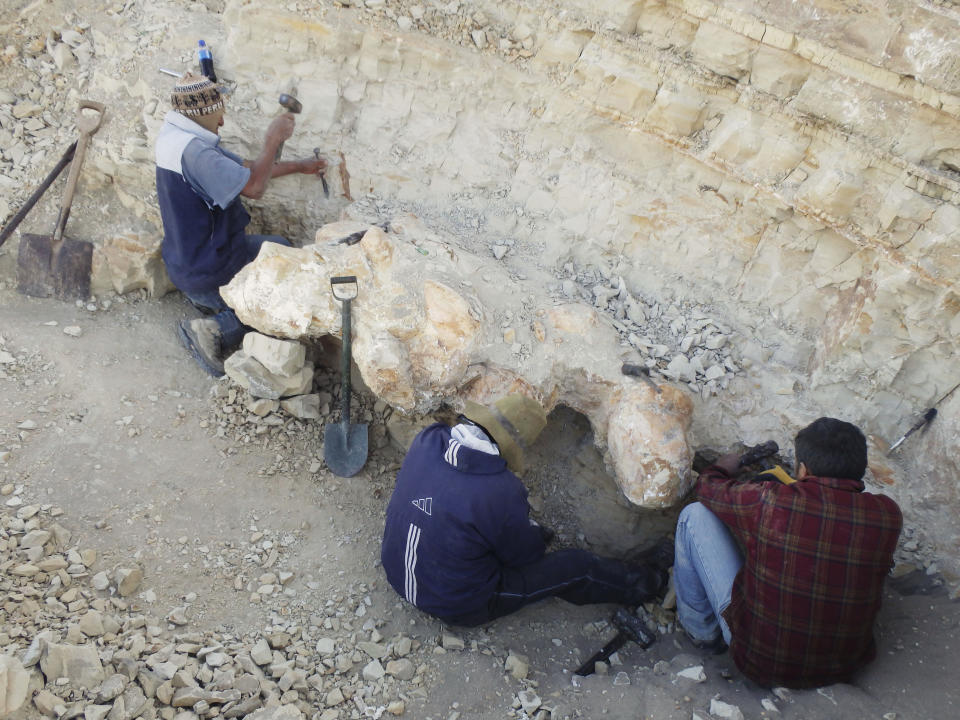 In this June 2017, photo provided by Department of Earth Sciences, University of Pisa, disarticulated vertebrae of the skeleton of Perucetus colossus is excavated by Eusebio Diaz, from left, Alfredo Martinez and Walter Aguirre, in the Ica Province, southern Peru. Scientists reported Wednesday, Aug. 2, 2023, that the creature could challenge the blue whale's title as the heaviest animal that lived on Earth. They've been digging up massive fossils from the creature in the Peruvian desert over the past decade. (Giovanni Bianucci/Department of Earth Sciences, University of Pisa, via AP)