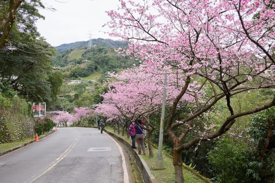 新店櫻花美景（圖片來源：新北市政府綠美化環境景觀處）