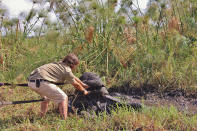 “Elephants are particularly drawn to these areas and when moving toward the luscious vegetation, they become stuck and sink deep into the mud, causing them to dehydrate and loose blood circulation to their legs,” White said. (Caters News Agency)