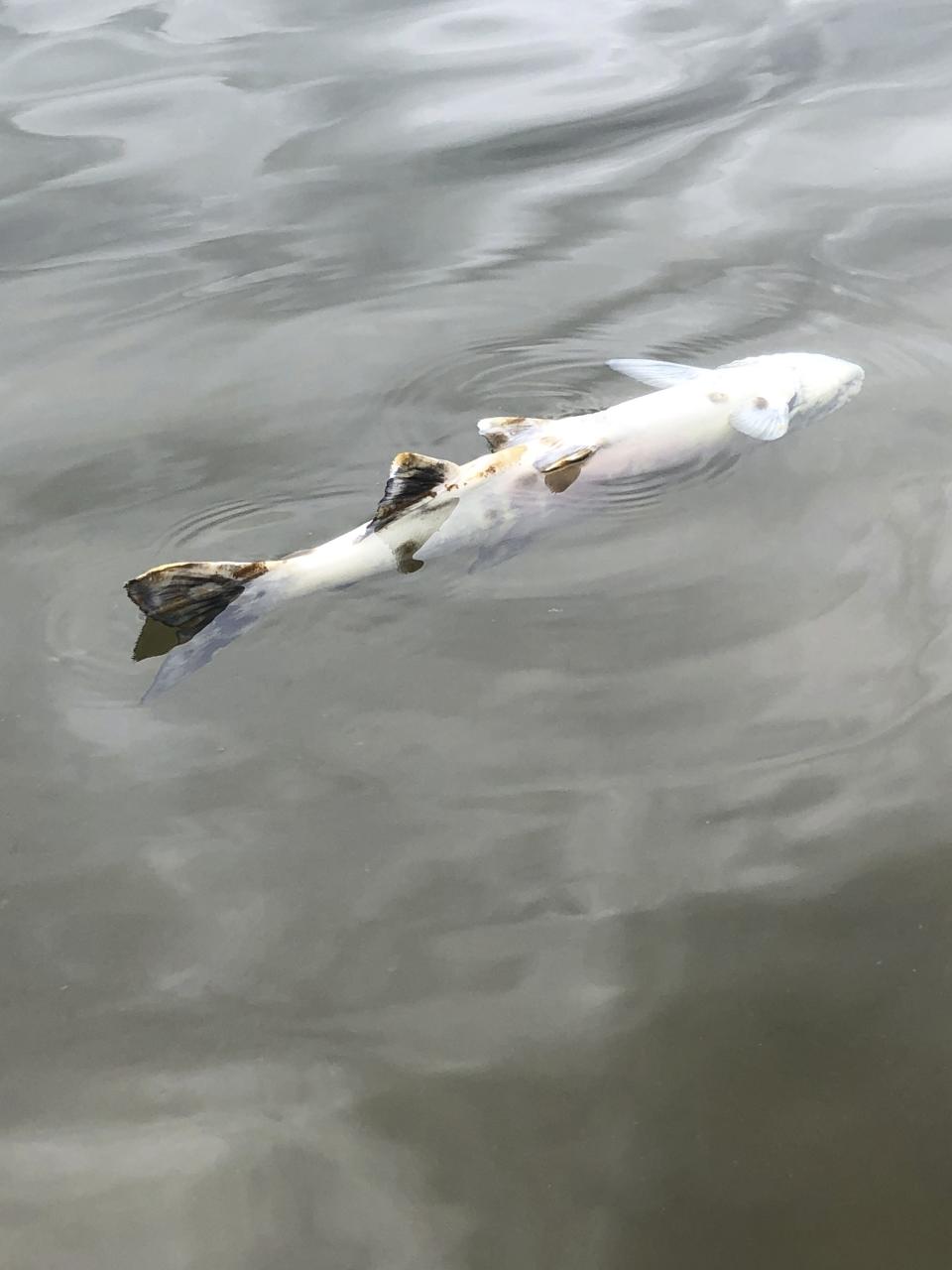 This July 2019 photo provided by Peter Westley shows carcasses of chum salmon lie along the shore of the Koyukuk River near Huslia, Alaska. Alaska scientists and fisheries managers are investigating the deaths of salmon that may be tied to the state's unusually hot, dry summer. July was the hottest month ever recorded in Alaska. (Peter Westley, University of Alaska Fairbanks via AP)