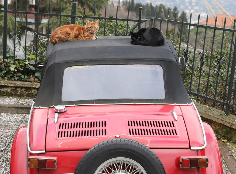 <p>Cats nap atop a classic car on Jan. 5, 2018. (Photo: Goran Tomasevic/Reuters) </p>