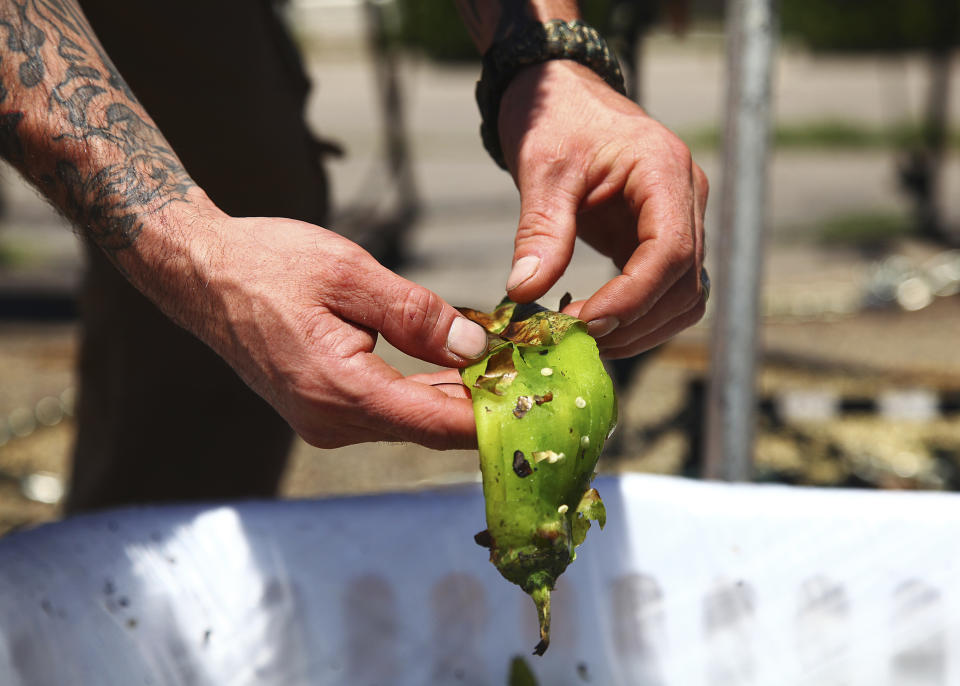 FILE - Matt Flores peels a piece of freshly roasted green chile at Los Chile Bros in front of Big Lots in Santa Fe, N.M., on Aug. 9, 2017. New Mexico produced more than 53,000 tons of its most famous crop during the last growing season in 2022, meaning more chile peppers found their way into salsas and onto dinner plates than the previous year. (Gabriela Campos/Santa Fe New Mexican via AP, File)