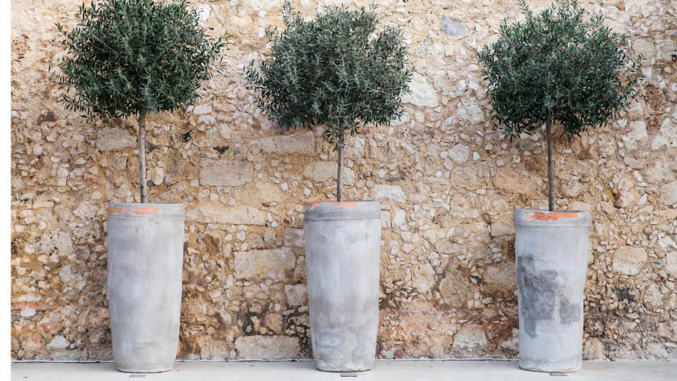 Olive trees in pots