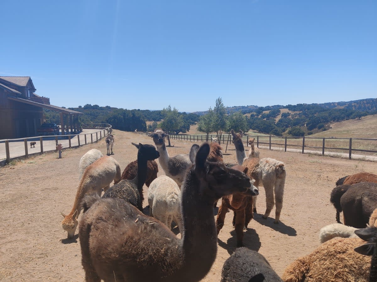 Experience ranch life with llamas and alpacas (Kevin EG Perry)