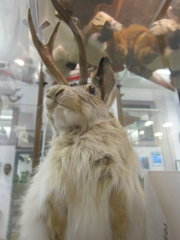 A taxidermied Jackalope, which is a fictional cross between a rabbit and an antelope.