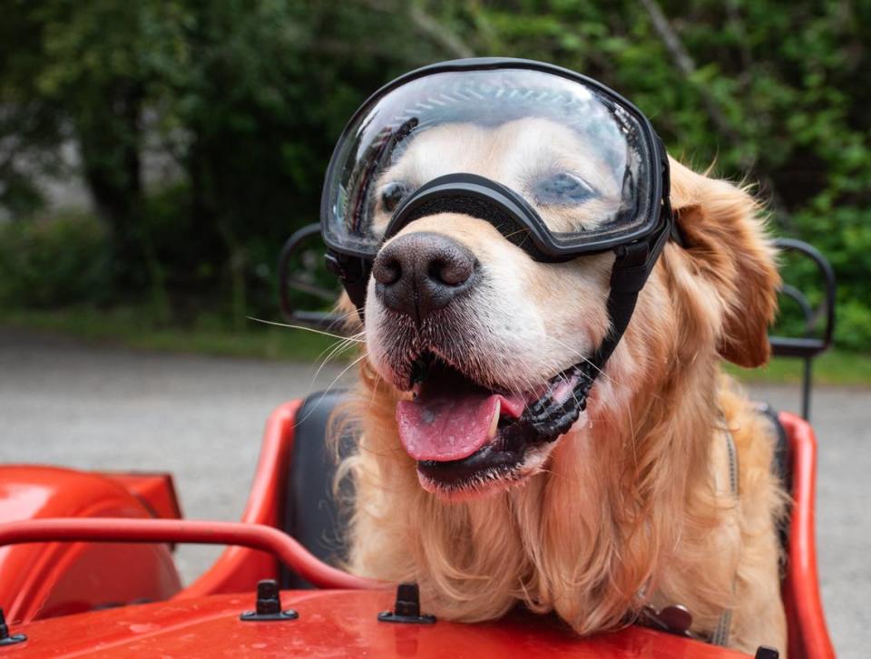 Buddy the golden retriever, also known as @sidecarbuddy on social media, waits in anticipation to hit the road with his owner Mike Stevens on Monday, June 17, 2024, in Gig Harbor, Wash. AMBER RITSON