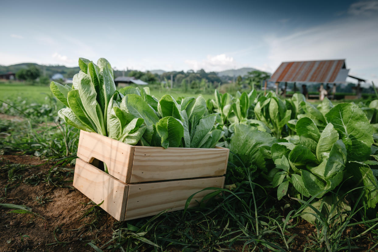 Fresh Vegetable Green Cos Lettuce in Wooden Crate Box Container in The Organic Farm.