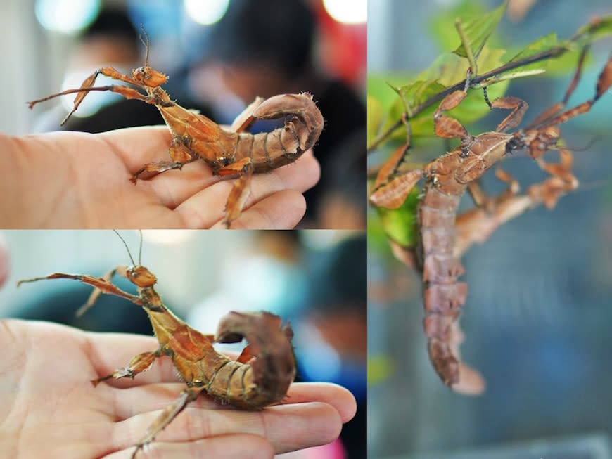 南投埔里｜木生昆蟲博物館