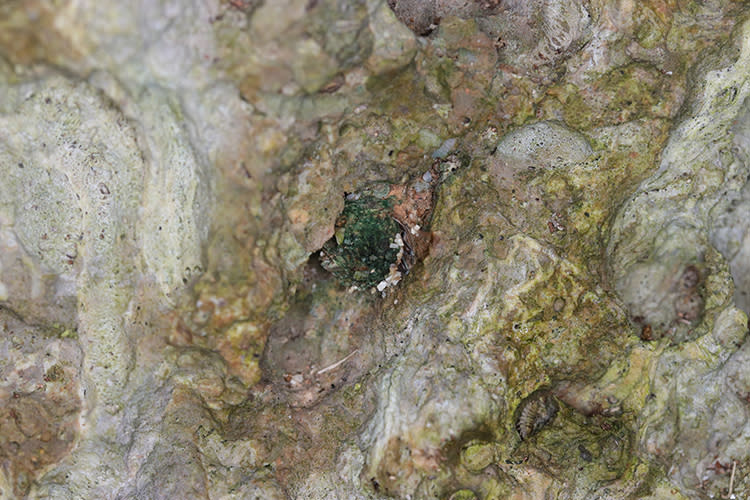 「巴利澤敖海穴蛛」的巢穴及活板門外觀。（圖片提供／生物多樣性研究所；攝影／羅英元）
