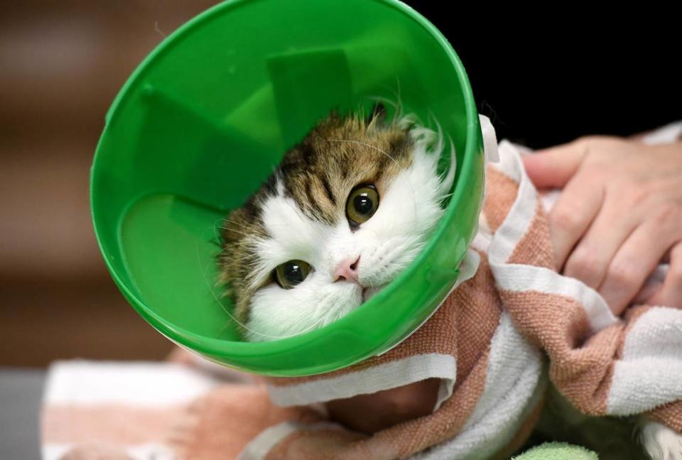 Louie, a Scottish Fold, gets a bath at Fancy Felines, a cats-only grooming salon.