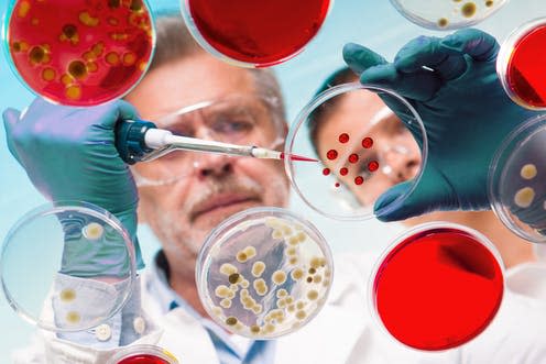   <span class="attribution"><a class="link " href="https://www.shutterstock.com/image-photo/focused-senior-life-science-professional-grafting-566682412?src=pSBp8a-pL5KPPTTx6mz6rg-1-44" rel="nofollow noopener" target="_blank" data-ylk="slk:Matej Kastelic/Shutterstock;elm:context_link;itc:0;sec:content-canvas">Matej Kastelic/Shutterstock</a></span>