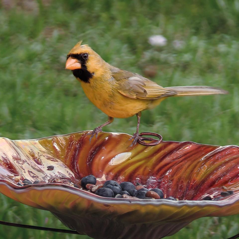 A screen capture from a video of a yellow cardinal in Jeremiah Vreeland’s Port St. Lucie, Fla., backyard. Vreeland believes it’s the same bird first seen 5 miles to the north in 2019.