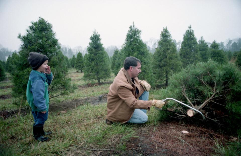 As his 4-year-old son, Peyton, yells "Timberrrrr," John Harper cuts down a tree at Wright's Christmas Tree Farm in Wilson County on Dec. 9, 1994.