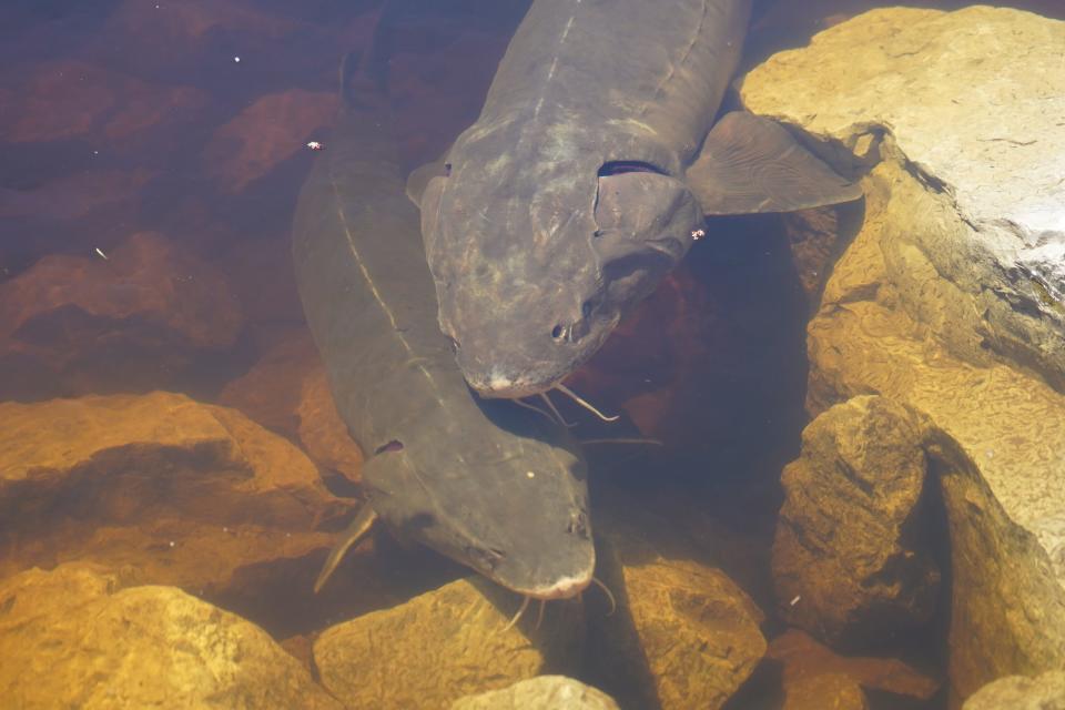 Lake sturgeon swim along the rocky shore of the Wolf River at Bamboo Bend in Shiocton. The fish congregate at the site to spawn in spring.