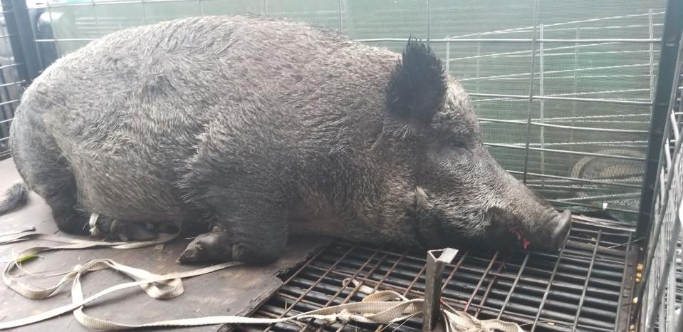 A team of dogs and men captured the Palm Bay hog and placed it in a cage.