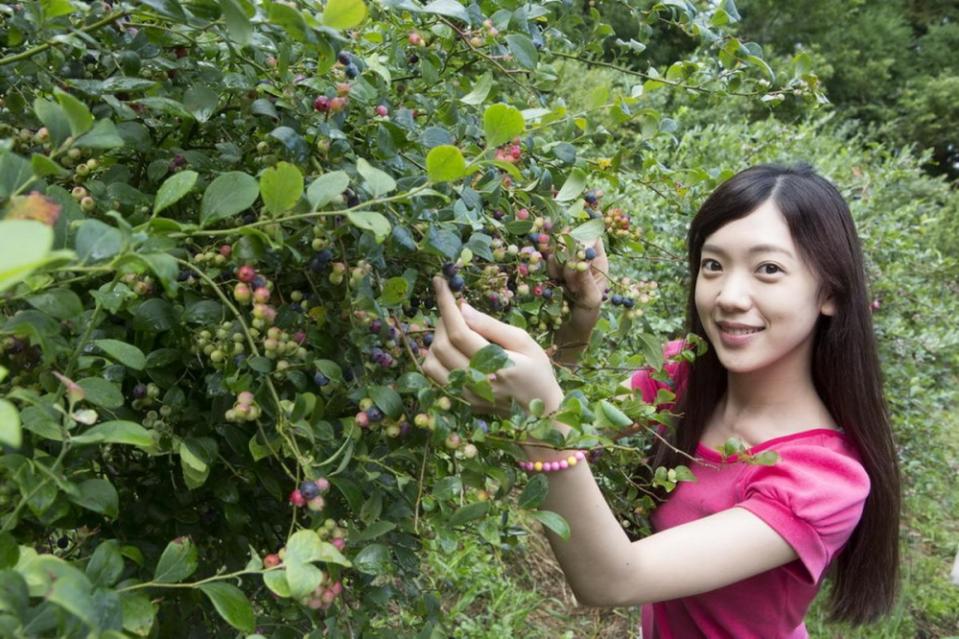 體驗在大片藍莓園裡穿梭、現採藍莓，是雪霸休閒農場住客的免費福利。