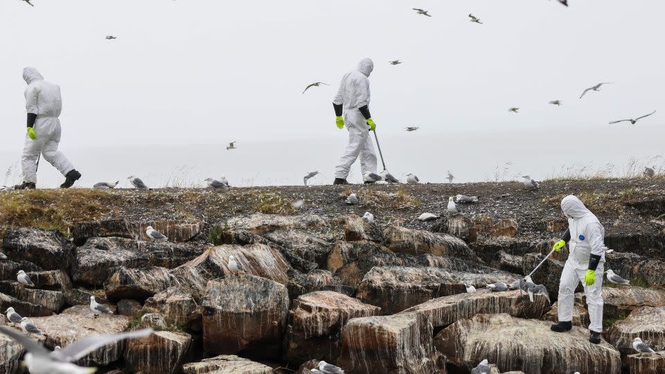 Dead birds are collected in July 2023 along the coast in the Vadso municipality of Finnmark in Norway following a major outbreak of bird flu. - Oyvind Zahl Arntzen/NTB/AFP/Getty Images