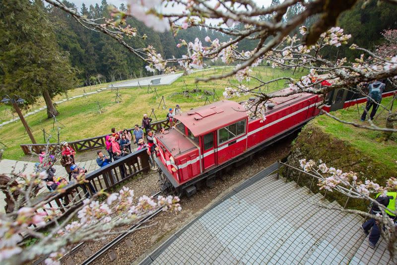 雄獅旅遊和林務局3至4月份合作規劃蒸汽火車櫻花季獨包旅遊模式，安排主線火車與支線蒸汽火車遊程，讓民眾可以搭乘「百年國寶蒸汽火車」檜木列車欣賞櫻花美景。（圖／雄獅提供）