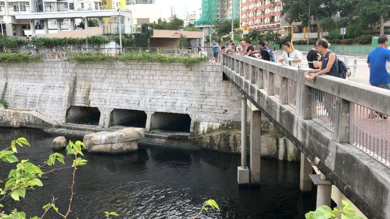 平日下午過後，不少釣友聚集樂善道的啟德河一段行人路面垂釣。