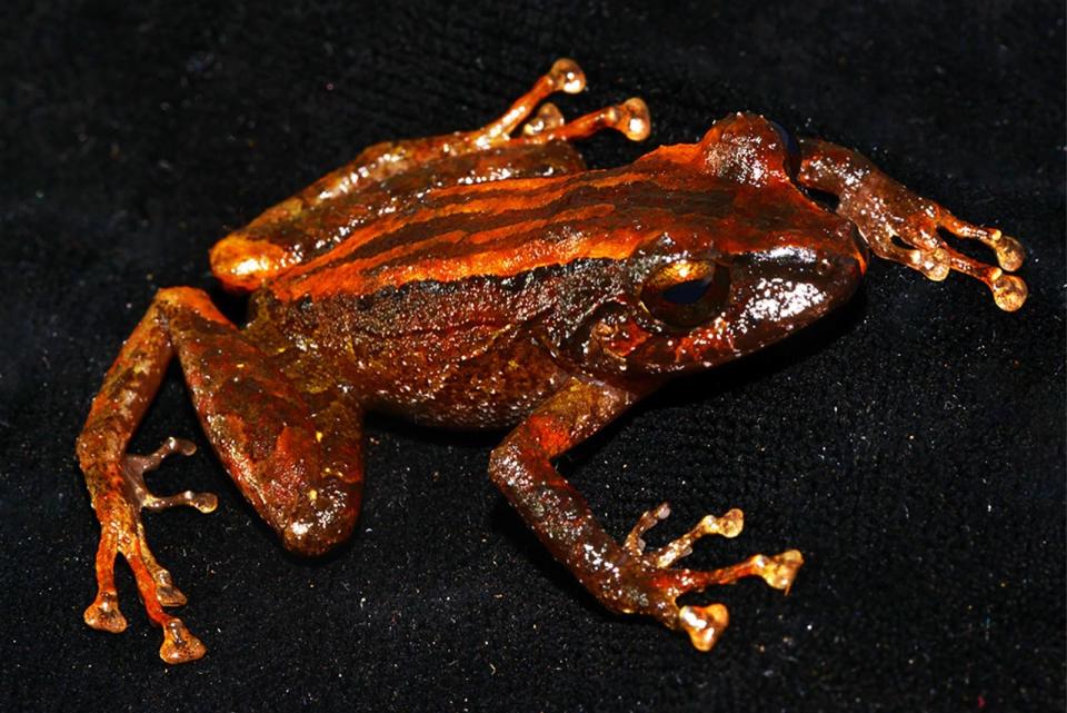 Rocket frog (Pristimantis sp.) seen on the expedition. Bruce Means will give a talk about the experience to the Tallahassee Scientific Society and the public on April 27.