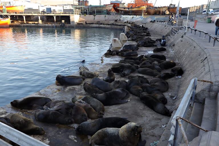 No es difícil imaginar cómo podría dispersarse el virus en estos animales: los elefantes marinos y los leones marinos se reproducen en colonias, amontonándose en las playas donde se pelean, se aparean y se ladran unos a otros