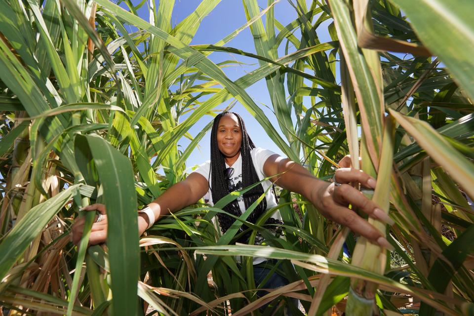 Project Roots AZ co-founder Dionne Washington grows sugar cane on her incubator farm at Spaces of Opportunity near 12th Avenue and Vineyard on Oct. 17, 2022, in Phoenix.