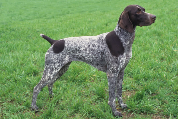 German Shorthaired Pointer