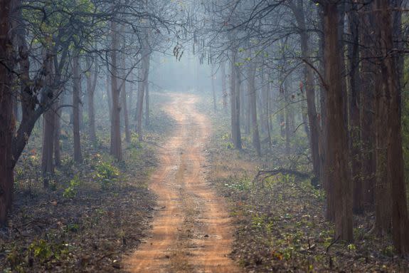 A track through forested tiger country in Tadoba National Park, Maharashtra, India