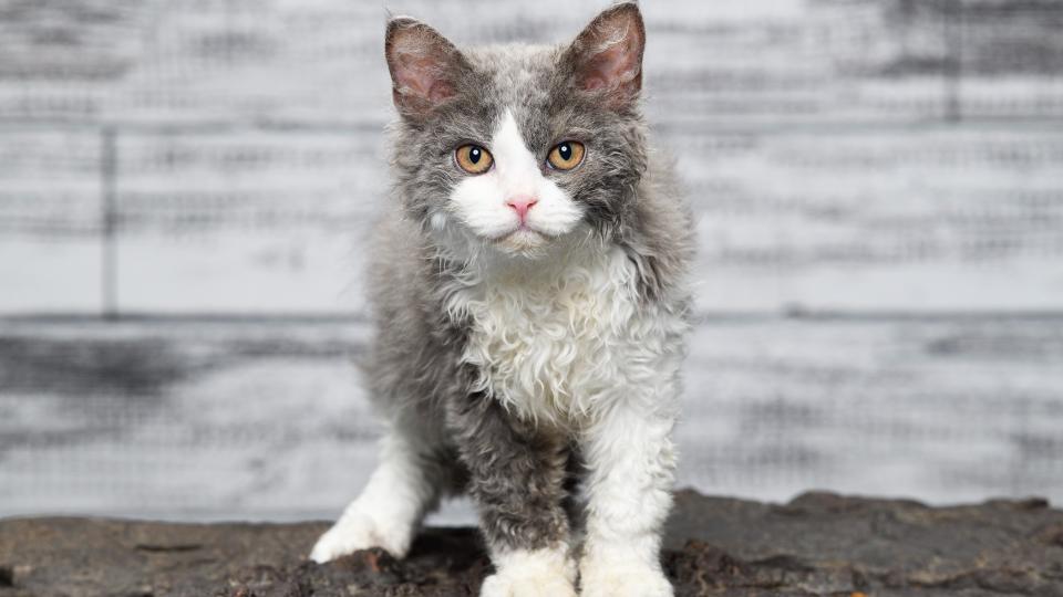 Selkirk Rex looking at camera