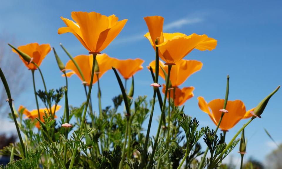 California poppies