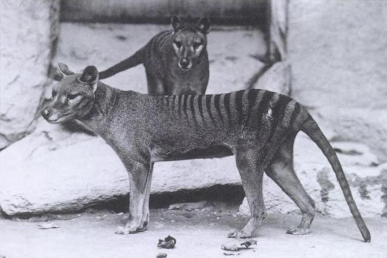 The Tasmanian tiger was declared extinct in 1936: Baker; E.J. Keller/Wikipedia