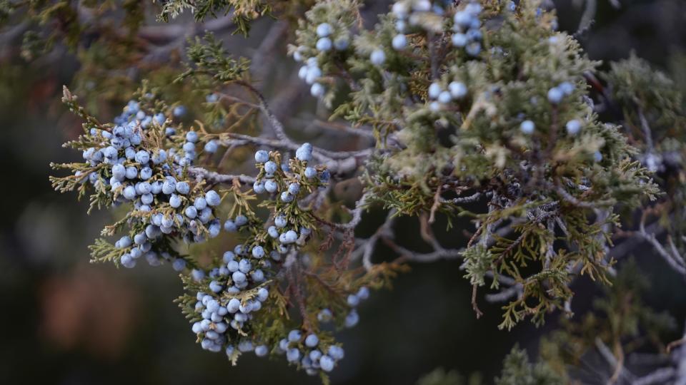 Juniper berries hang from a branch of a Rocky Mountain juniper in Bahsahwahbee on Nov. 11, 2023, a site in eastern Nevada that is sacred to members of the Ely Shoshone, Duckwater Shoshone and the Confederated Tribes of the Goshute Reservation. Their ancestors were massacred by white people on several occasions at this site and tribal members believe their spirits live on in the trees. (AP Photo/Rick Bowmer)